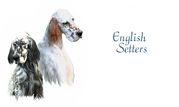 Wyndswept English Setter