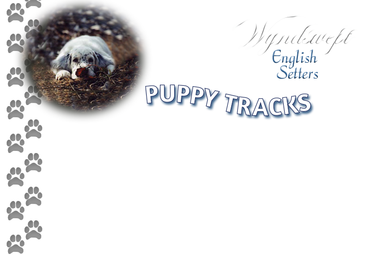 Wyndswept Puppy Tracks